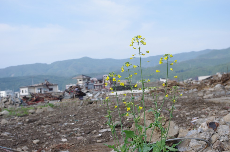 被311海嘯沖刷過的土地，在三個月後長出了花。（阿潑提供）