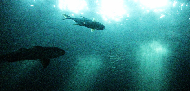 水族館裏最壯觀的圓弧形透明海底隧道，魚兒似乎在說：「你可以再靠近一點」。