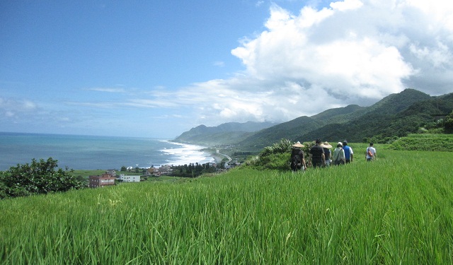 花蓮新社沿海的梯田。