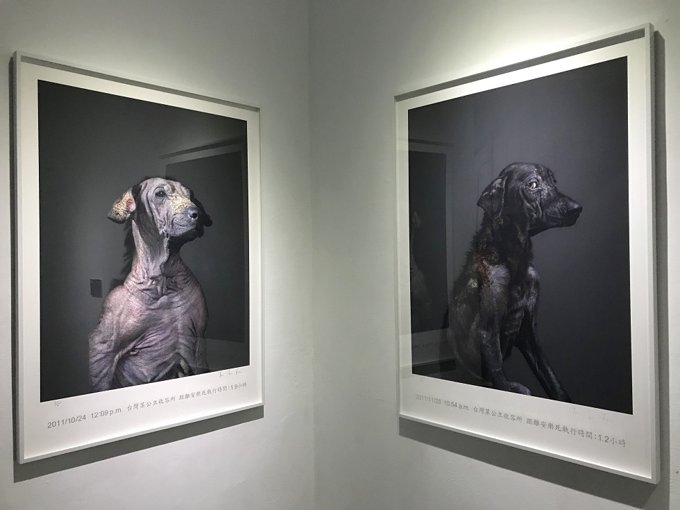 杜韻飛的「生殤相」系列，為安樂死前的流浪狗留下最後身影。（攝影／吳垠慧）