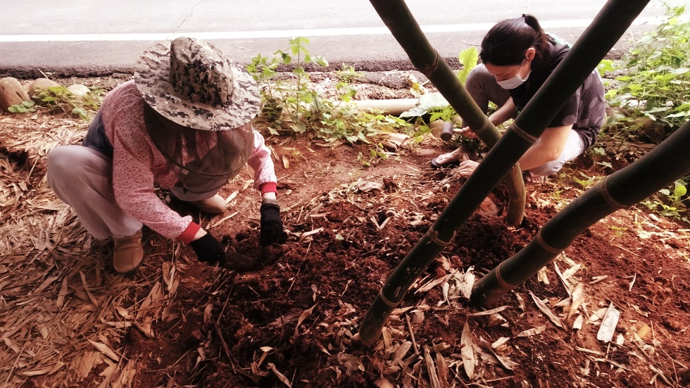 佇果子園邊仔的舊豬寮，阿母跟孟ㄟ挖竹筍。