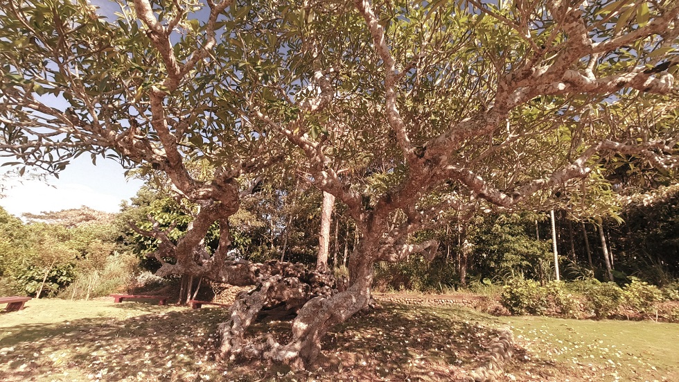 佇鳳山寺北爿那欉四百年的鹿角樹。