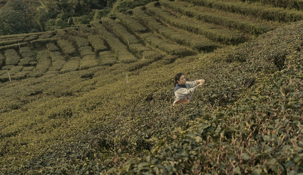 台泰雙邊因農技輸出而達成山區地景複製，圖為美斯樂整齊劃一的茶園。（《觀看，帶來平靜》錄像截圖）