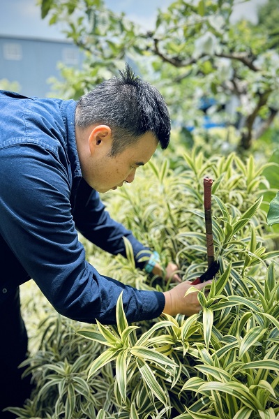 陳二源熟練地採收百合竹，手中的短棍是標示長度的工具。