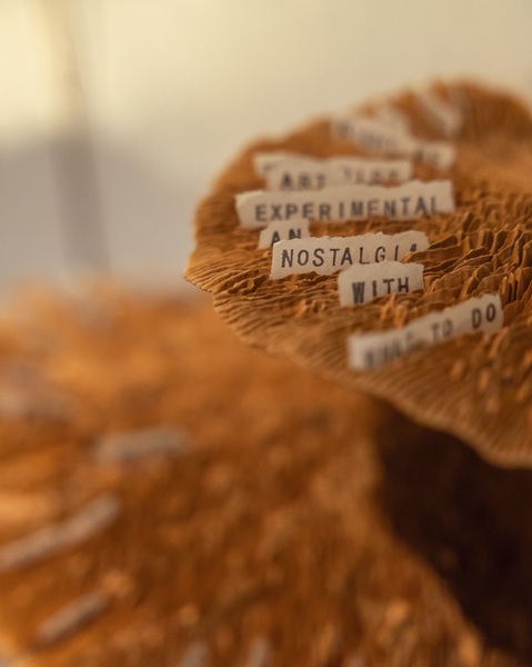 樹菇傘面的皺褶夾藏著小紙片，如同孢子般默默散播著與時間、記憶有關的字句。