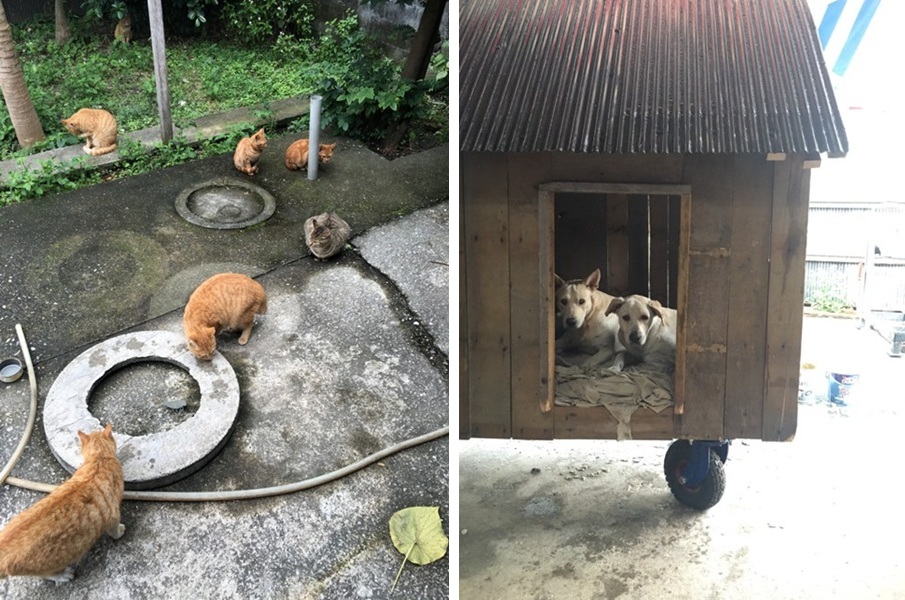 有吃有住的貓貓狗狗。