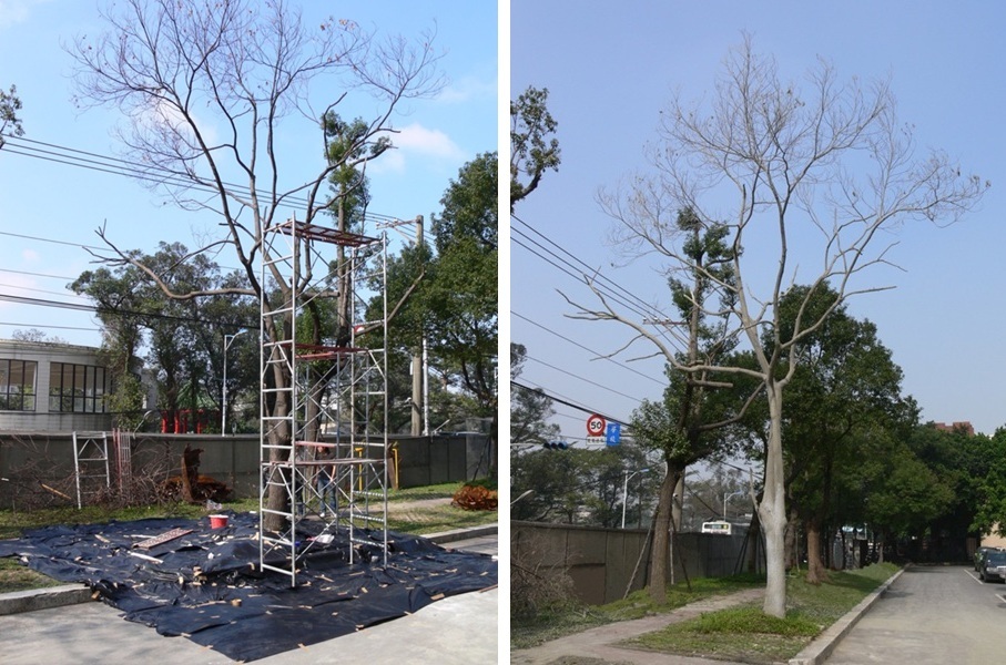 《水泥樹》，樟樹、混凝土，2008，國立臺灣藝術大學。左圖為製作過程。