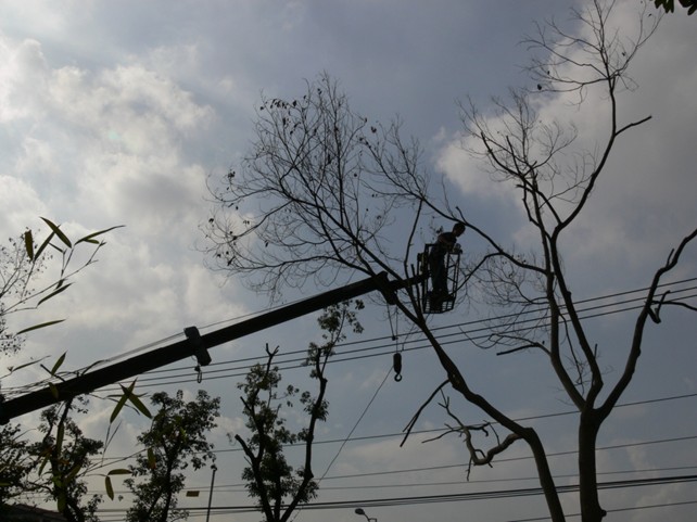 《水泥樹》製作過程。