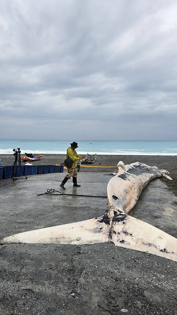 在花蓮崇德外海發現的死亡鬚鯨，由相關人員於岸際進行初步解剖與採樣作業。（攝影／劉佳語）