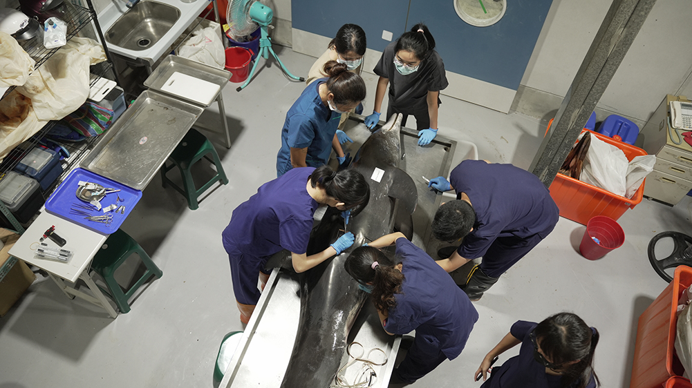 張弘榤拍片不預設大綱，而是透過長期觀察、記錄解剖與救援現場，慢慢將多年素材匯聚成形。圖為拍攝鯨豚解剖。