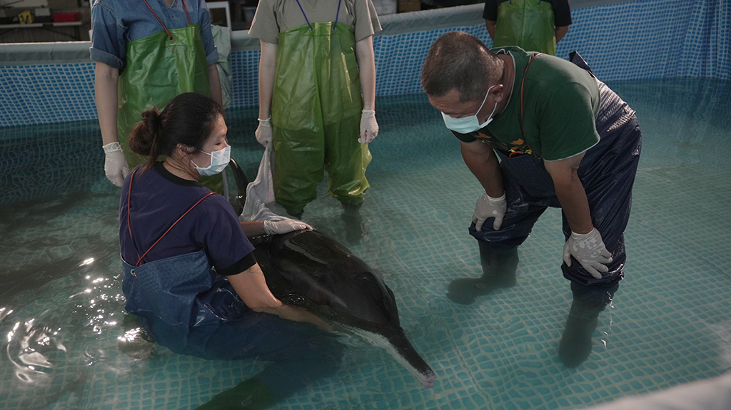 張弘榤經常把鏡頭聚焦於救援者與鯨豚間的互動，呈現人與動物之間的關係。