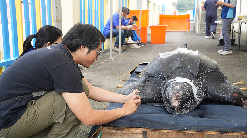 原本經過醫療處置、狀況看似穩定的革龜，卻在野放前一晚突然死亡。解剖後才發現其胃中有超長的廢棄漁網。