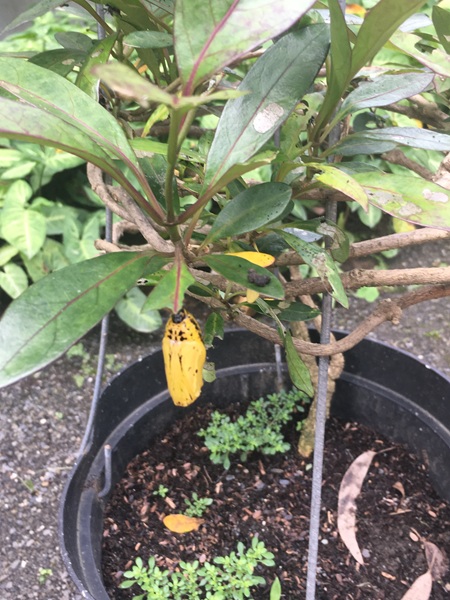 掛在植物上宛如花苞的，其實是大白斑蝶的蝶蛹。（曾昭榕提供）
